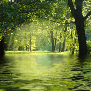 sunbeam in green forest with water